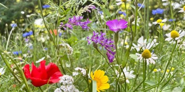 Foto: Meer hooikoortsklachten verwacht door bloeiende berken ook in Brabant