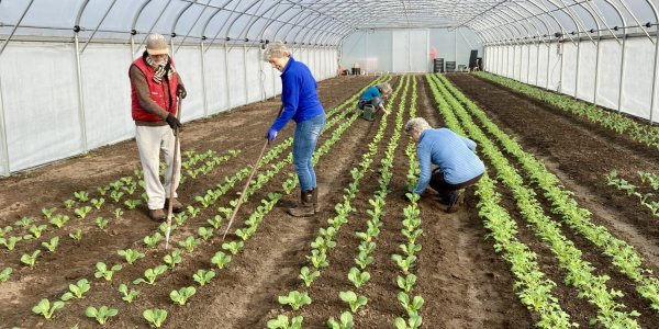 Foto: Opening nieuwe kas en markt Herenboeren De Groote Heide
