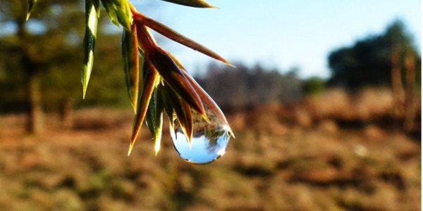 Foto: 14 april: Natuuravond 'Met dankbare ogen de natuur zien'