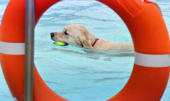 hond zwemmen