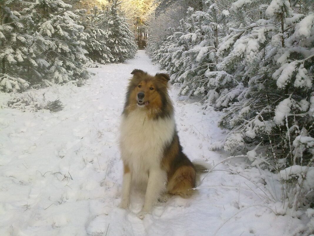 hond bos sneeuw